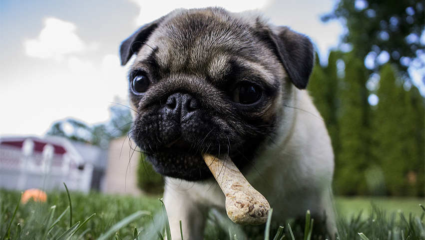 pug - 3 Best Treats for Dog Training, Plus Find Out the Benefit of Buying Bulk Bully Sticks